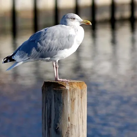 In Der Hansestadt Mit Blick Auf Ostsee Σπίτι διακοπών *