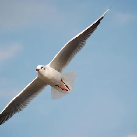 In Der Hansestadt Mit Blick Auf Ostsee