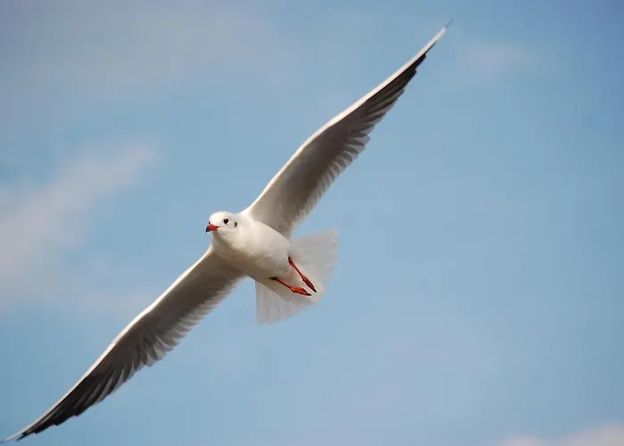 In Der Hansestadt Mit Blick Auf Ostsee